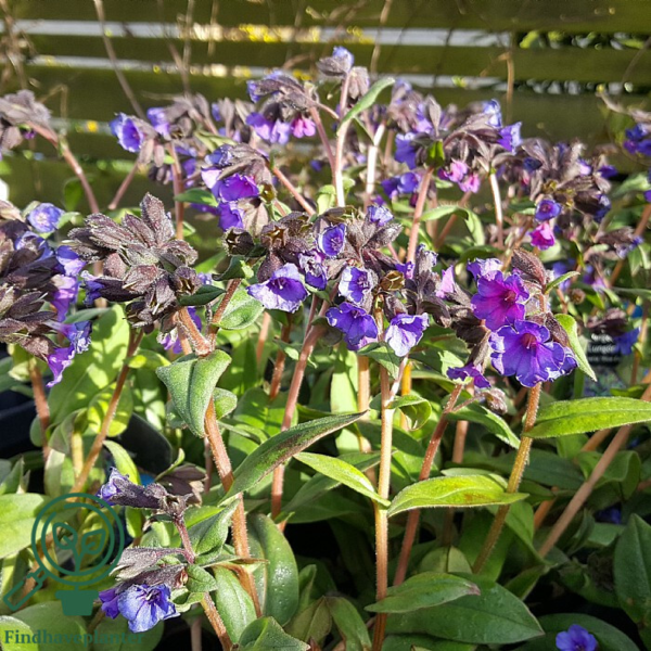 Pulmonaria hybrid 'Blue Ensign', Lungeurt