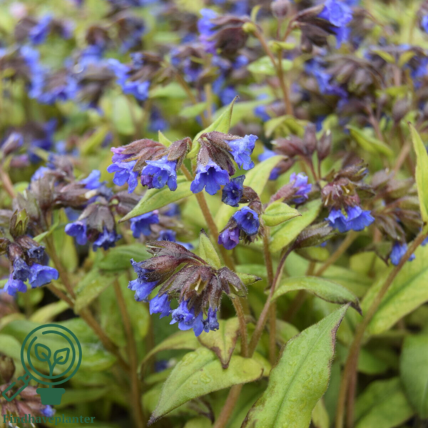 Pulmonaria hybrid 'Blue Ensign', Lungeurt