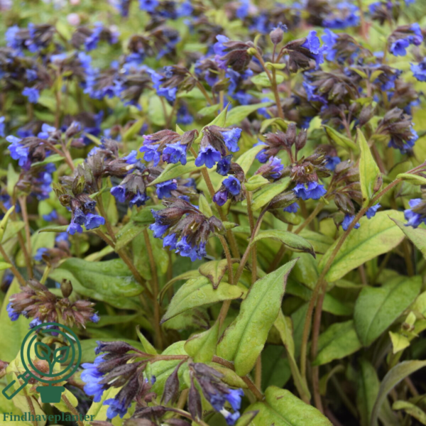 Pulmonaria hybrid 'Blue Ensign', Lungeurt