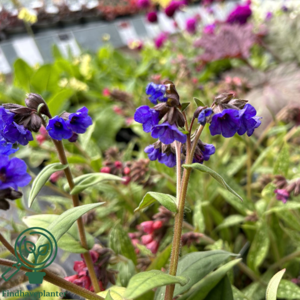 Pulmonaria hybrid 'Blue Ensign', Lungeurt