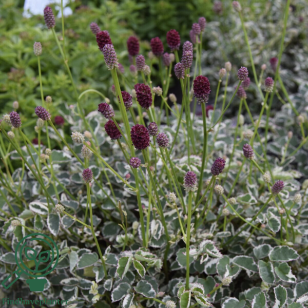 Sanguisorba variegata-hybrid 'Little Angel'®, Kvæsurt