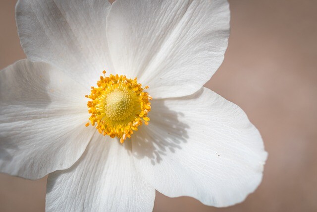 Anemone dichotoma, Anemone