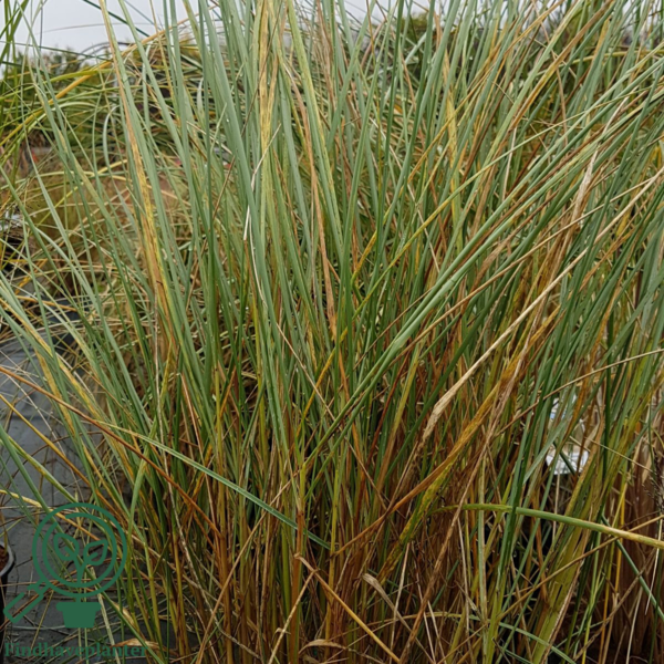 Ammophila arenaria, sand-Hjælme