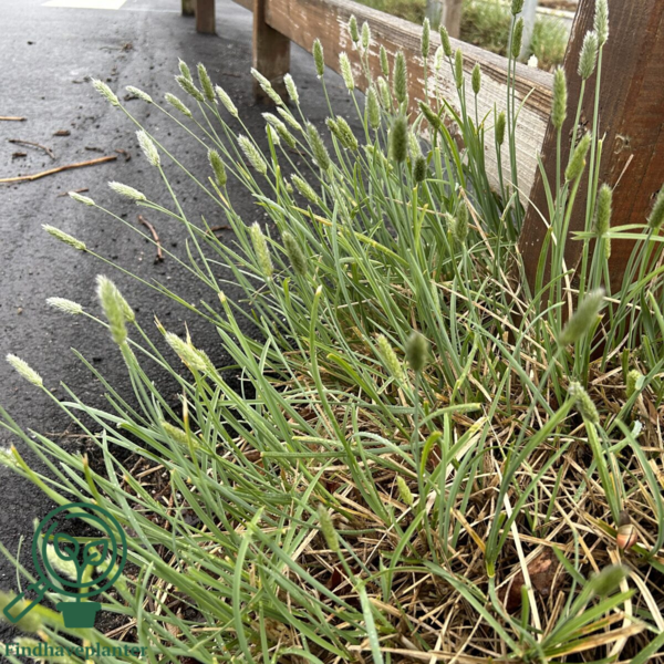 Sesleria nitida, Grå blåaks