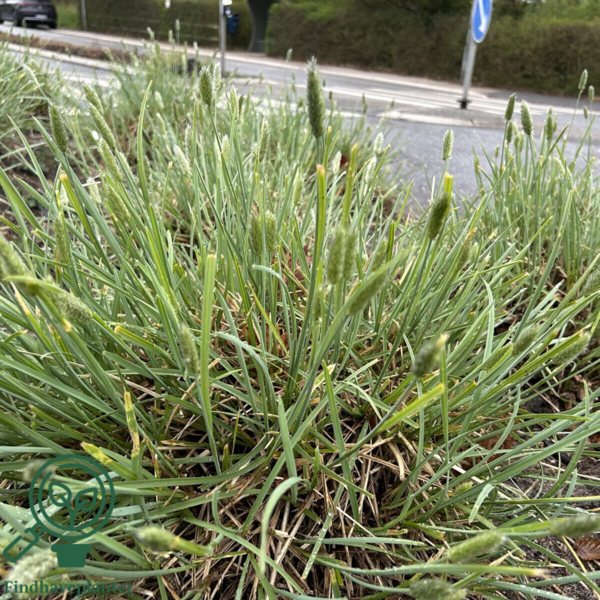 Sesleria nitida, Grå blåaks