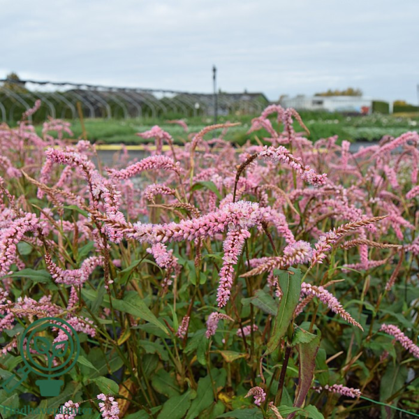 Persicaria amplexicaulis 'Pink Elephant', Kertepileurt