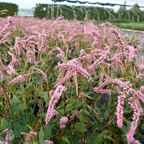 Persicaria amplexicaulis 'Pink Elephant', Kertepileurt