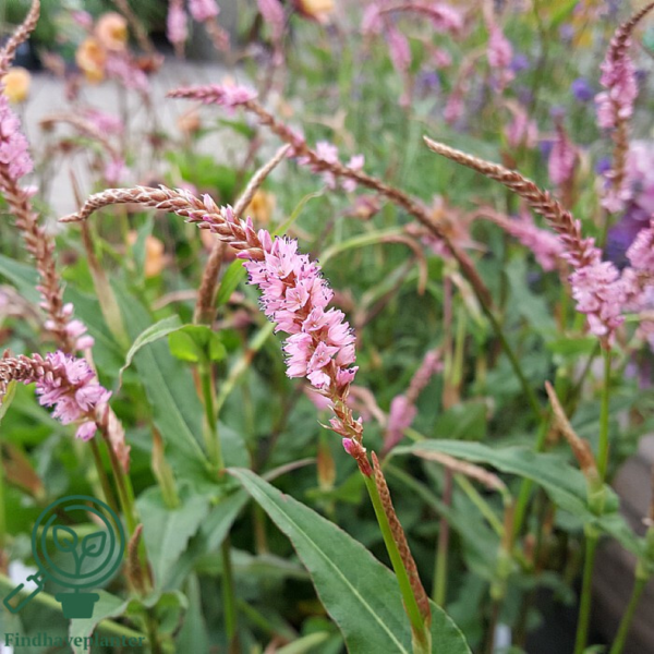 Persicaria amplexicaulis 'Pink Elephant', Kertepileurt