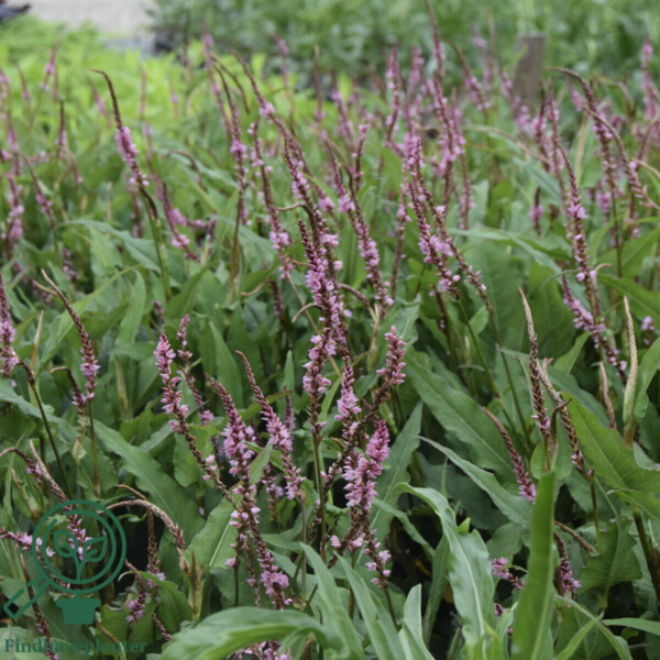 Persicaria amplexicaulis 'Pink Elephant', Kertepileurt