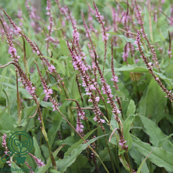 Persicaria amplexicaulis 'Pink Elephant', Kertepileurt