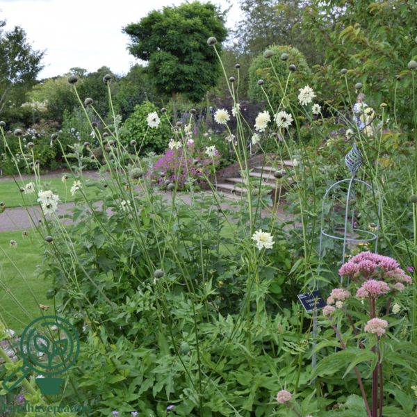 Cephalaria gigantea, skælhoved