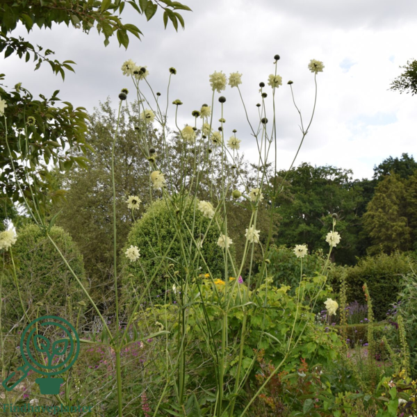 Cephalaria gigantea, skælhoved