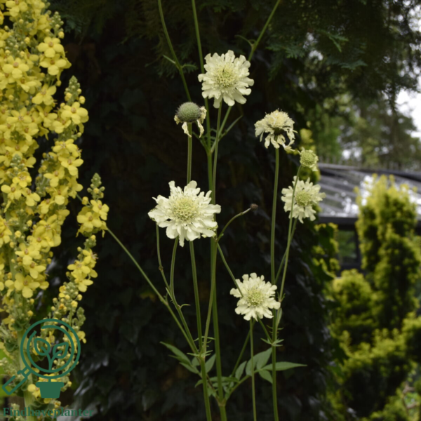 Cephalaria gigantea, skælhoved
