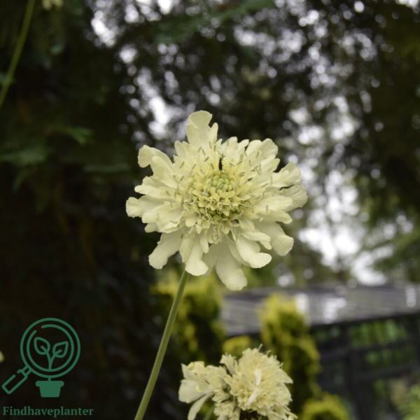 Cephalaria gigantea, skælhoved