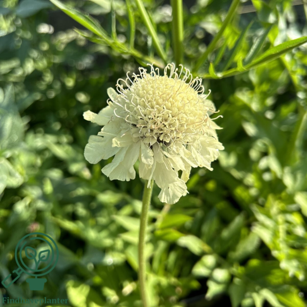 Cephalaria gigantea, skælhoved