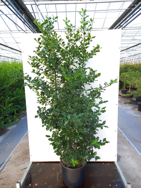 Ilex aquifolium 'Pyramidalis', Alm. kristorn