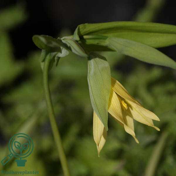 Uvularia grandiflora, Tapurt