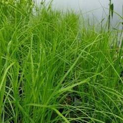 Carex muskingumensis 'Little Midge', Palmebladsstar, star