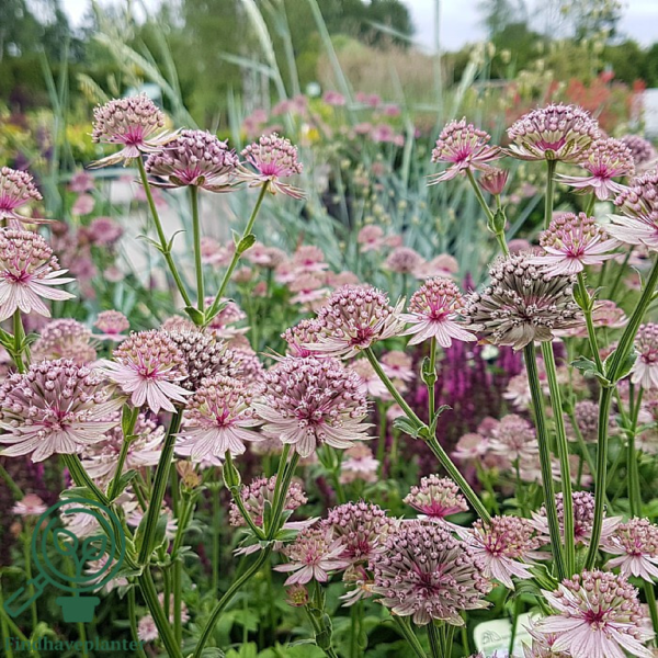 Astrantia major 'Roma'®, Stjerneskærm 2 ltr.