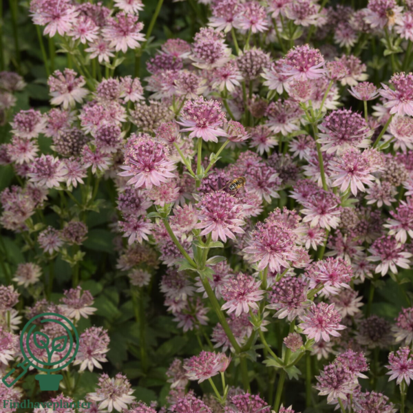 Astrantia major 'Roma'®, Stjerneskærm 2 ltr.