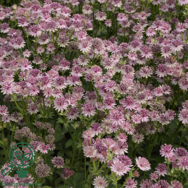 Astrantia major 'Roma'®, Stjerneskærm 2 ltr.