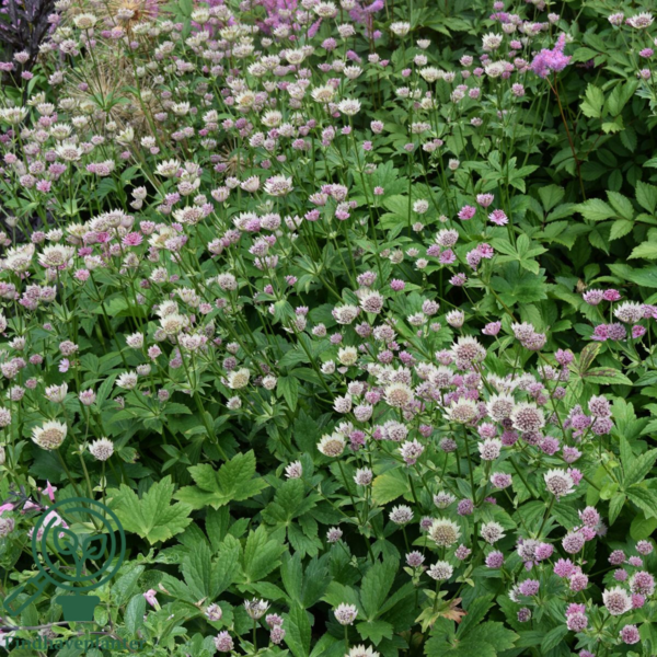 Astrantia major 'Roma'®, Stjerneskærm 2 ltr.