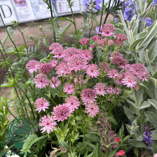 Astrantia major 'Roma'®, Stjerneskærm 2 ltr.