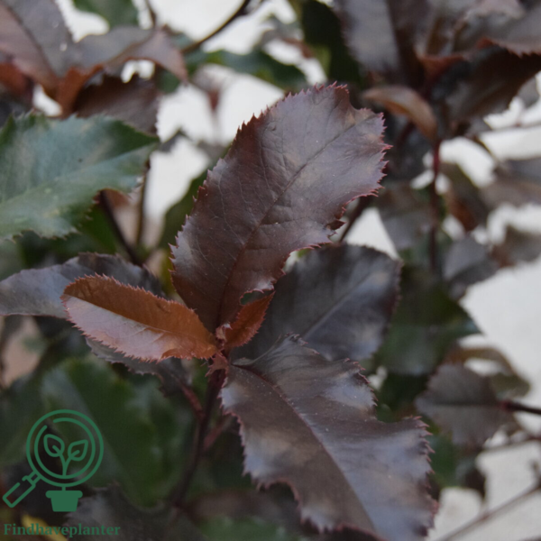 Photinia fra. ‘Magical Vulcano’
