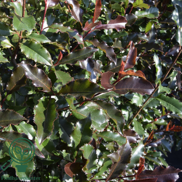 Photinia fra. ‘Magical Vulcano’