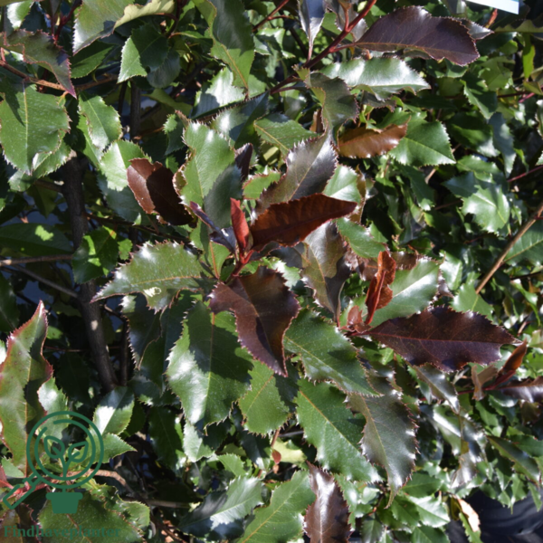 Photinia fra. ‘Magical Vulcano’