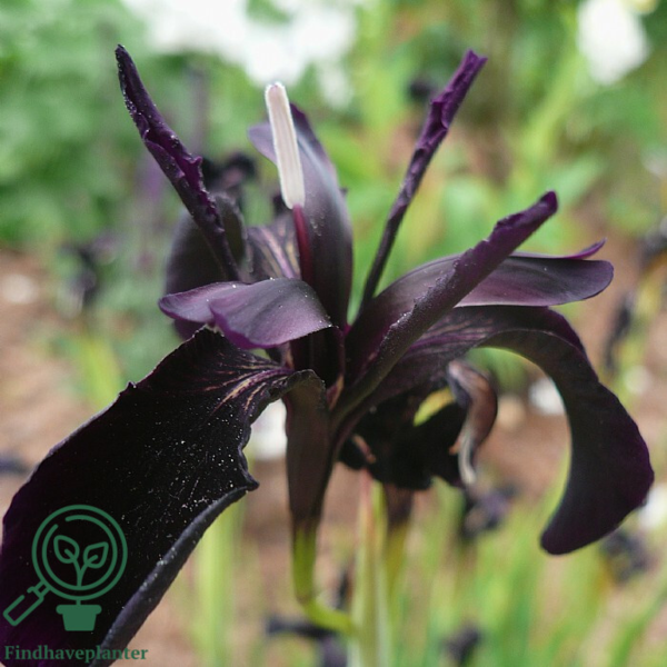 Iris chrysographes 'Black Form', Iris