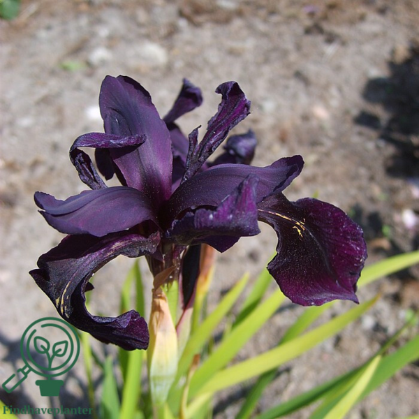Iris chrysographes 'Black Form', Iris