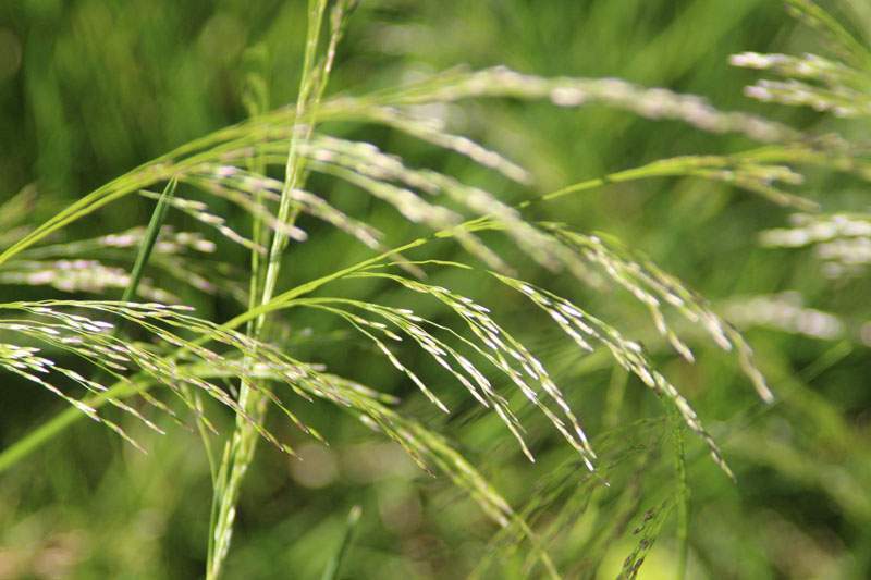 Deschampsia cespitosa 'Goldtau', Mosebunke