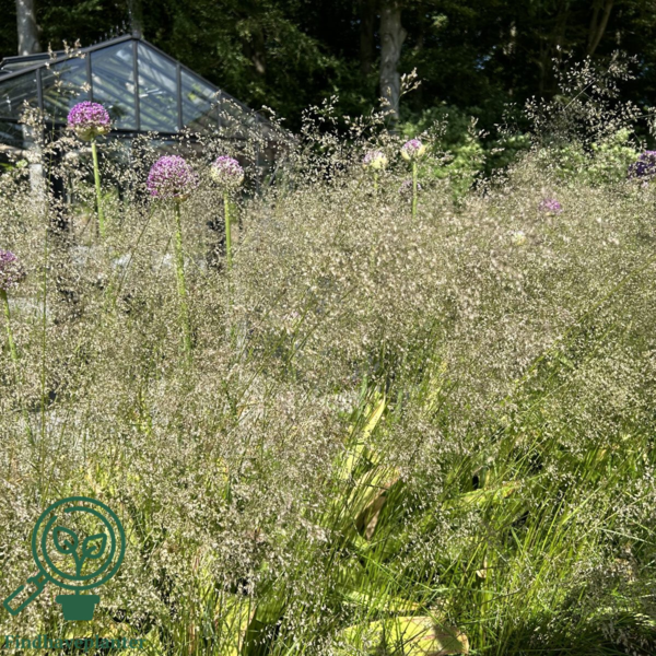 Deschampsia cespitosa 'Goldtau', Mosebunke