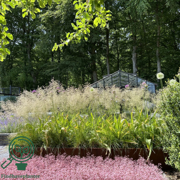 Deschampsia cespitosa 'Goldtau', Mosebunke