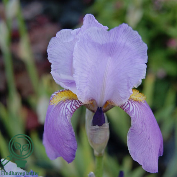 iris germanica 'Susan Bliss', Iris