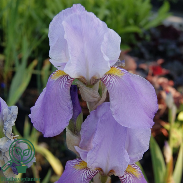 iris germanica 'Susan Bliss', Iris