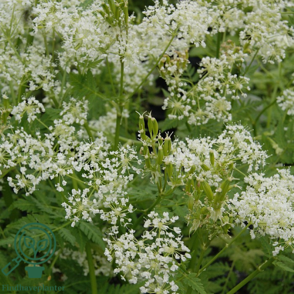 Myrrhis odorata, Spansk kørvel