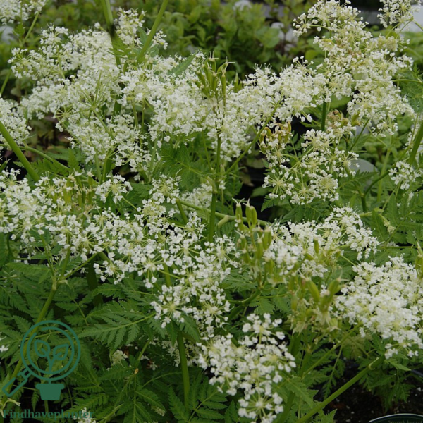 Myrrhis odorata, Spansk kørvel