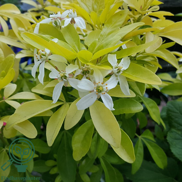 Choisya ter. ‘Sundance’, Mexikansk Orangeblomst