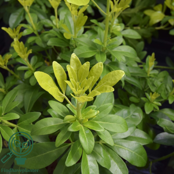 Choisya ter. ‘Sundance’, Mexikansk Orangeblomst