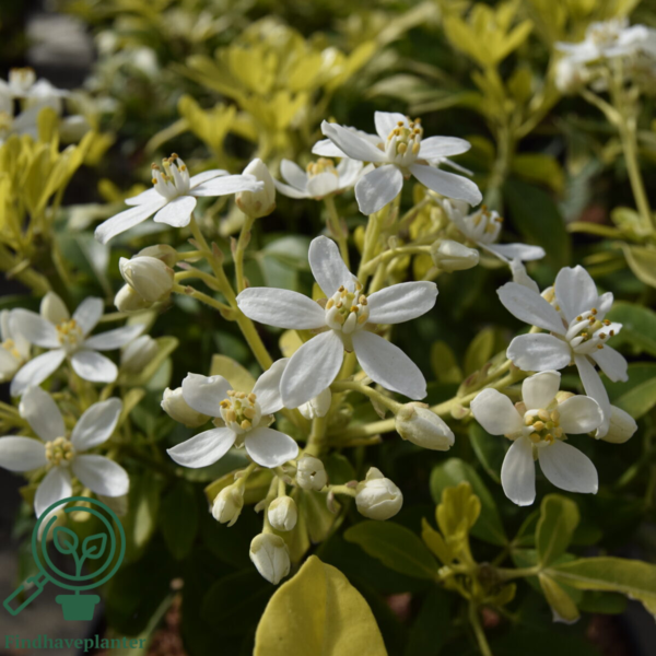 Choisya ter. ‘Sundance’, Mexikansk Orangeblomst