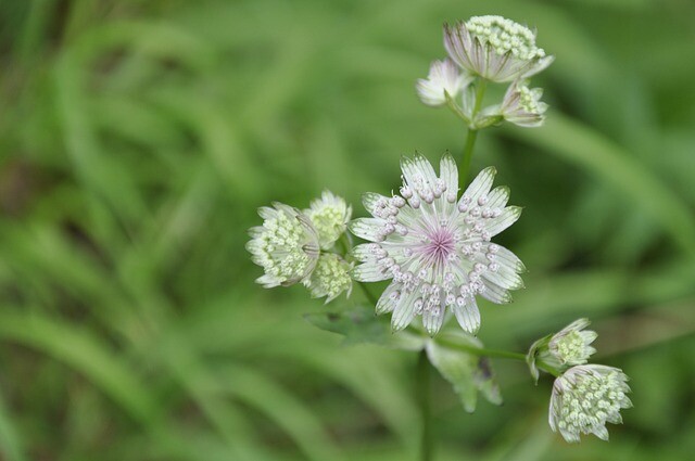 Astrantia major 'Alba', Stjerneskærm