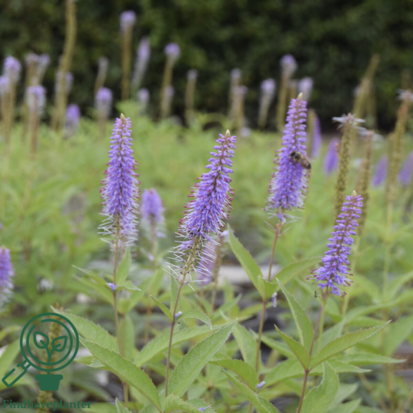 Veronicastrum virginicum 'Lavendelturm', Virginsk ærenpris