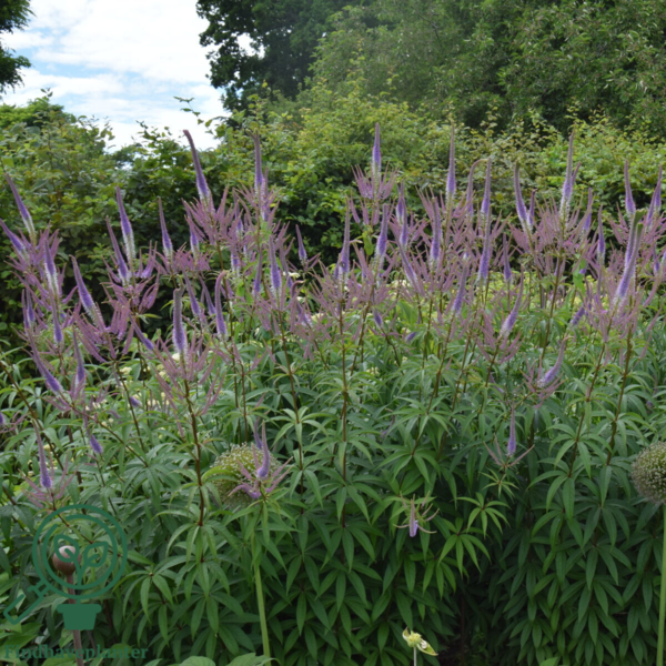 Veronicastrum virginicum 'Lavendelturm', Virginsk ærenpris