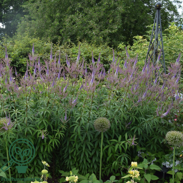 Veronicastrum virginicum 'Lavendelturm', Virginsk ærenpris