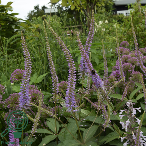 Veronicastrum virginicum 'Lavendelturm', Virginsk ærenpris