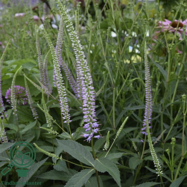 Veronicastrum virginicum 'Lavendelturm', Virginsk ærenpris