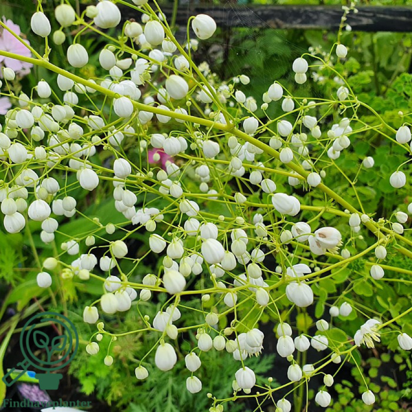 Thalictrum delavayi 'Splendide White'®, Violfrøstjerne