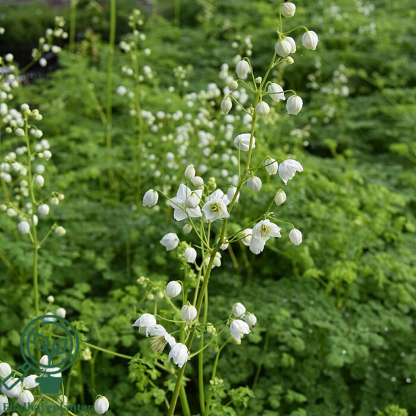 Thalictrum delavayi 'Splendide White'®, Violfrøstjerne